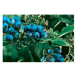 Blueberry 'Denise'