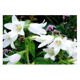 Campanula trachelium alba