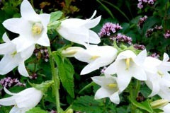 Campanula trachelium alba