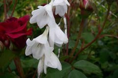 Dierama pulcherimmum 'Alba'