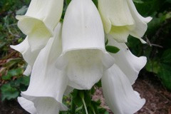 Digitalis 'Snow Thimble'