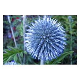 Echinops ritro