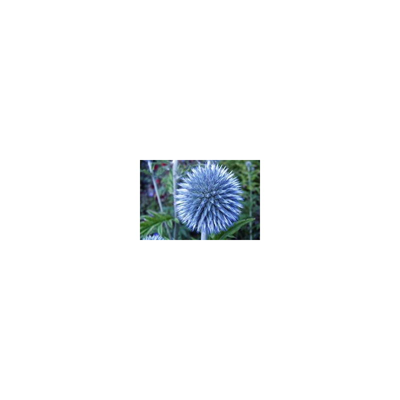 Echinops ritro