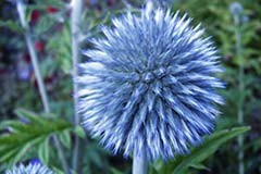 Echinops ritro