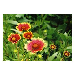 Gaillardia aristata