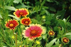 Gaillardia aristata