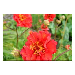 Geum 'Mrs Bradshaw'