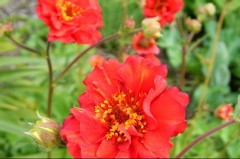 Geum 'Mrs Bradshaw'