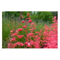 Heucherella 'Coral Cloud'