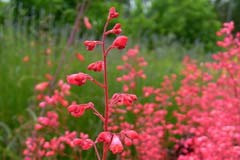 Heucherella 'Coral Cloud'