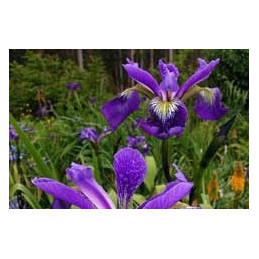 Iris 'Dark Aura'