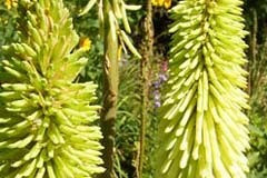 Kniphofia 'Green Jade'