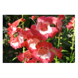 Penstemon 'Maurice Gibbs'