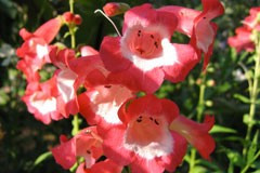 Penstemon 'Maurice Gibbs'