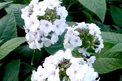 Phlox maculata 'Omega'