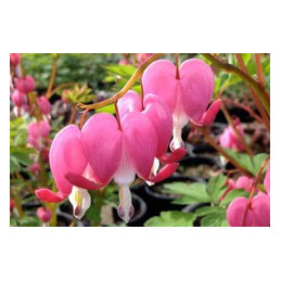 Dicentra spectabilis