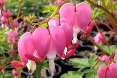 Dicentra spectabilis