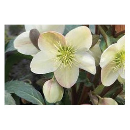 Helleborus x ericsmithii