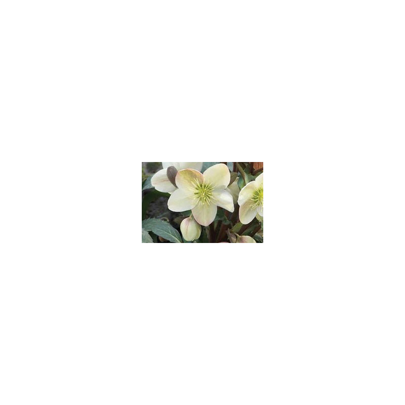 Helleborus x ericsmithii