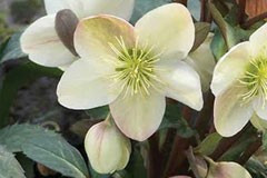 Helleborus x ericsmithii