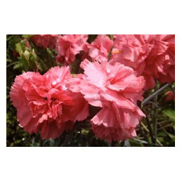 Dianthus 'Romance'