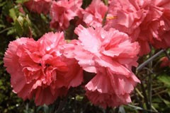 Dianthus 'Romance'