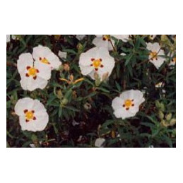 Cistus 'Alan Fradd'