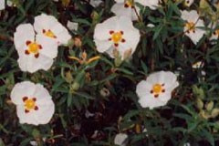 Cistus 'Alan Fradd'