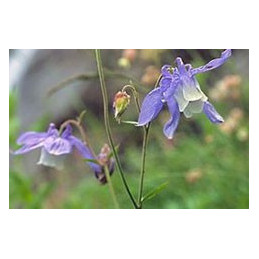 Aquilegia olympica