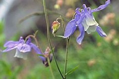 Aquilegia olympica