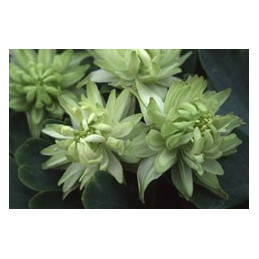 Aquilegia 'Green Apples'