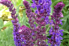 Salvia nemorosa 'Ostfreisland'