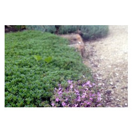 Thyme Lawn Pink