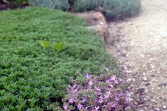 Thyme Lawn Pink