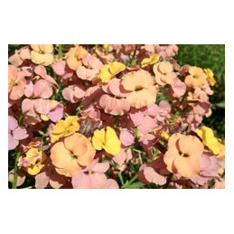 Erysimum 'Peach'