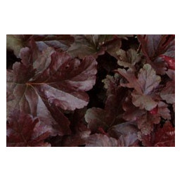 Heuchera 'Palace Purple'