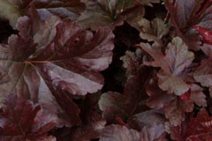 Heuchera 'Palace Purple'