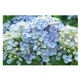 Hydrangea 'Ayesha'