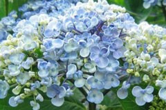 Hydrangea 'Ayesha'