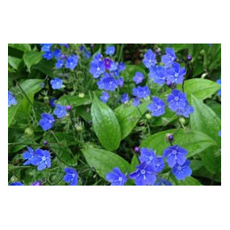 Omphalodes cappadocica