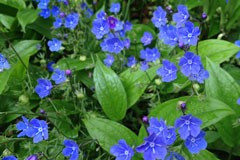 Omphalodes cappadocica