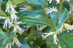 Sarcococca confusa