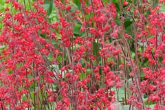 Heuchera 'Firefly'