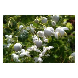 Thalictrum dipterocarpum 'Alba'