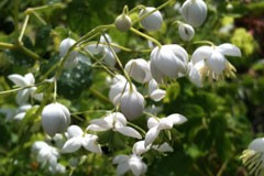 Thalictrum dipterocarpum 'Alba'