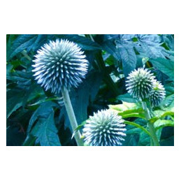 Echinops bannaticus 'Blue Glow'