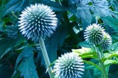 Echinops bannaticus 'Blue Glow'