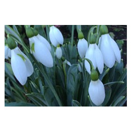 Galanthus elwesii