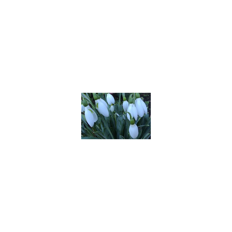 Galanthus elwesii