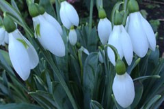 Galanthus elwesii